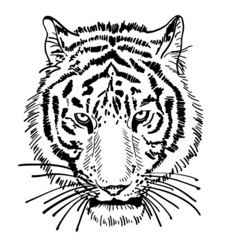 artwork of tiger face portrait, head silhouette