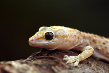 Pink spotted wall lizard
