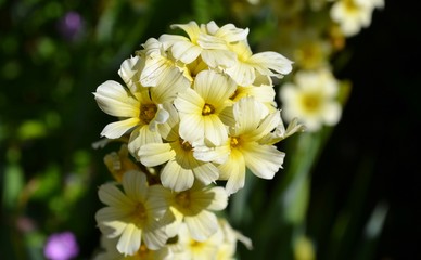 Small yellow flowers on stem