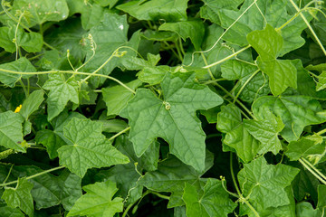 Melothria scabra aka cucamelon plant