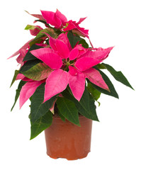 pink poinsettia flower  in pot