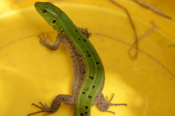 Picture of a young lizard