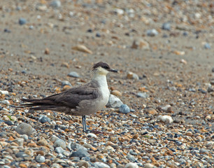 Long-tailed Skua