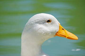 white duck head