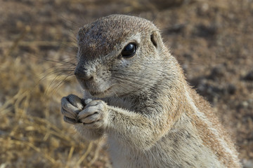 Scoiattolo namibiano