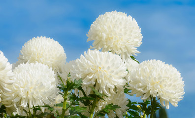 White chrysanthemums - obrazy, fototapety, plakaty