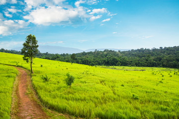 Fototapeta premium Green meadow and mountains