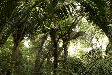 Fototapeta premium Jungle