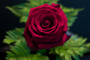 Red rose flower