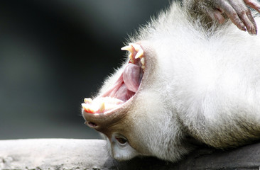 a monkey showing its teeth