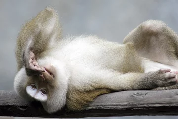 Papier Peint photo autocollant Singe Monkey Sleeping