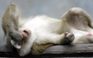Fototapeta premium Monkey Sleeping