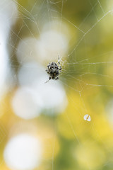 Cross orb weaver, Diadematus araneus waiting in spiders net