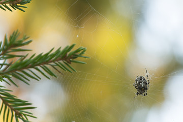 Cross orb weaver, Diadematus araneus waiting in spiders net