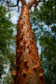 exitic tree trunk