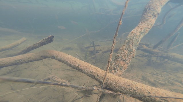 HD Underwater, Fishing in the pond