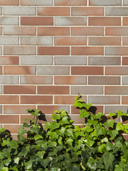 ツタの葉の這うタイルの壁