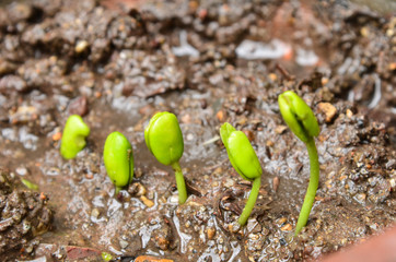 Step of growing tamarind sprout.
