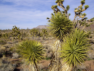 Desert Yucca