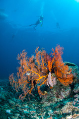 Fototapeta na wymiar Sea fan in Gili Lombok Nusa Tenggara Barat Indonesia underwater