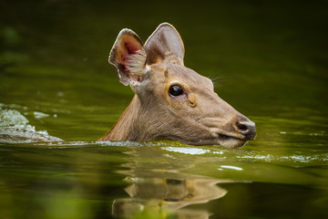 Sambar deer(Rusa unicolor ) swimming in the river in nature © kajornyot