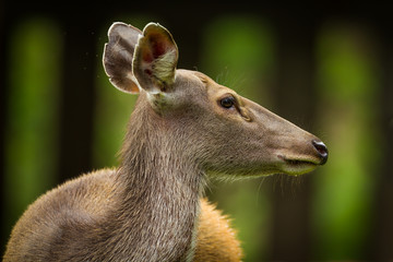 Sambar deer(Rusa unicolor ) with water drop on her feather © kajornyot