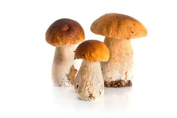 Porcini mushrooms isolated on white (Boletus edulis)