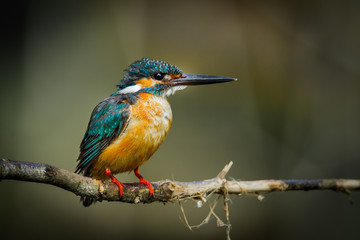 Common Kingfisher catch o the branch in nature