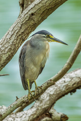 Little Heron (Butorides striata) looking for fish