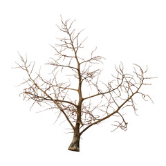Fototapeta na wymiar Leafless tree isolated on white background