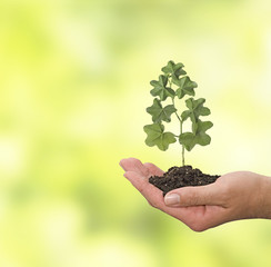 Fototapeta na wymiar Plant in hand