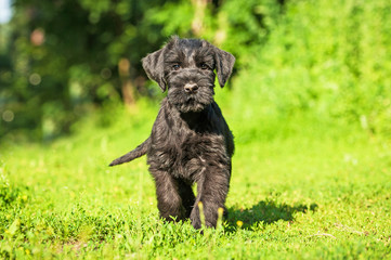 Giant schnauzer puppy outdoors © Rita Kochmarjova