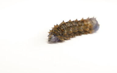 A wrinkled grey and brown Caterpillar 