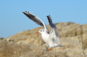 Atterissage de la mouette rieuse
