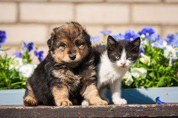 Naklejka premium Little kitten with puppy outdoors