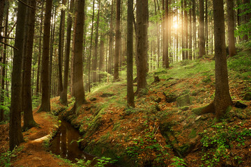 Obraz premium Piękny, marzycielski las