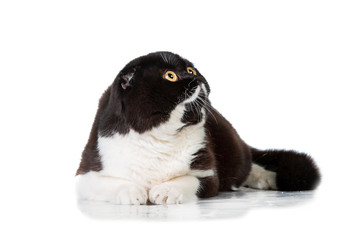 Black and white scottish fold cat looking up