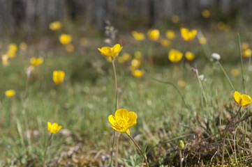 Meadow with flowers of Bulbous buttercup, Ranunculus bulbosuS