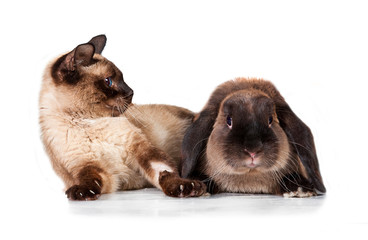 Fototapeta premium Siamese cat is afraid of siamese rabbit
