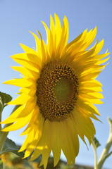Sunflower in a summer day