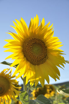 Sunflower in a summer day