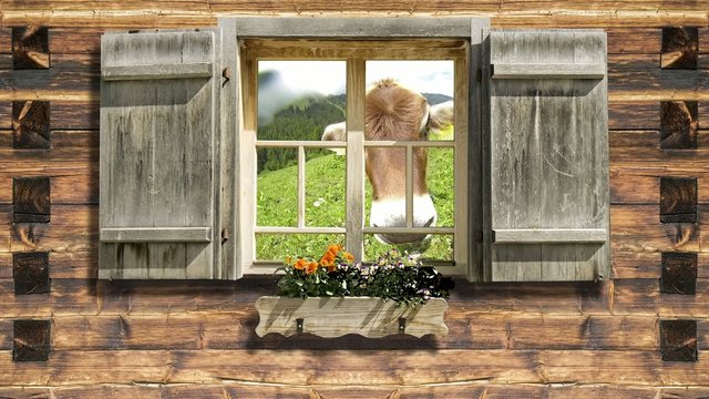 Snooping cow on mountain hut window