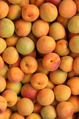 Apricots