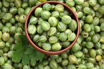 Gooseberries in a bowl