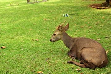 sika deer in the nature