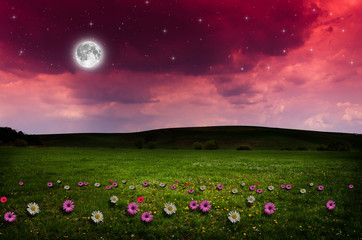 Flower field in the night. 