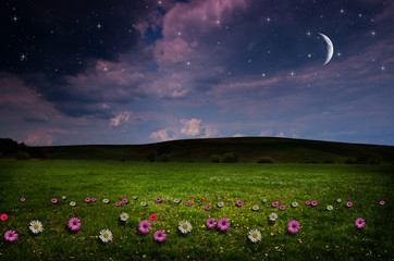 Flower field in the night. 