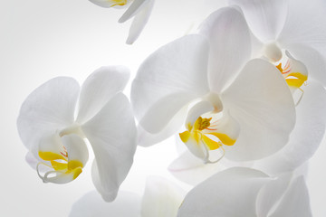 Panele Szklane  Szczegóły kwiatów orchidei.