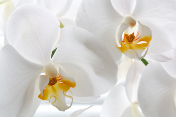 Obraz na płótnie Canvas Detail of two orchid flowers.