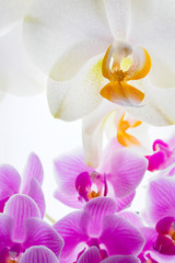Fototapeta na wymiar Detail of orchid flowers.